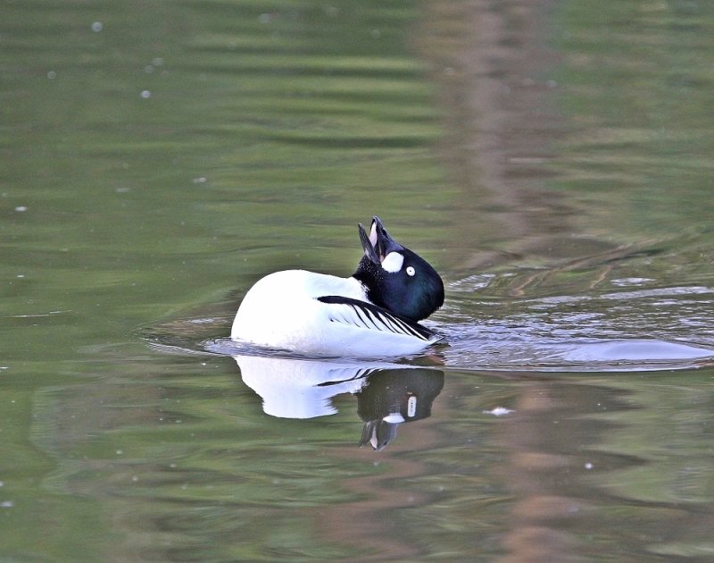Brilduiker / Common Goldeneye