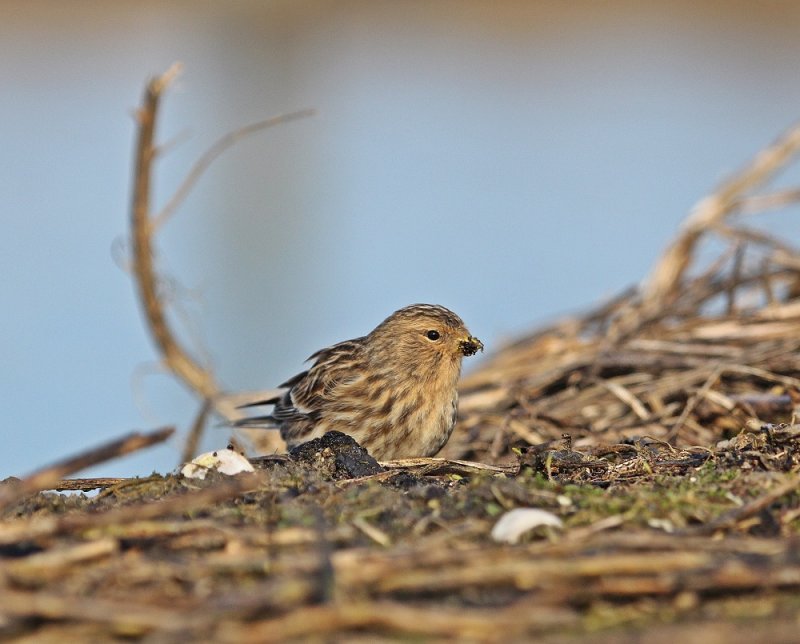 Frater / Twite