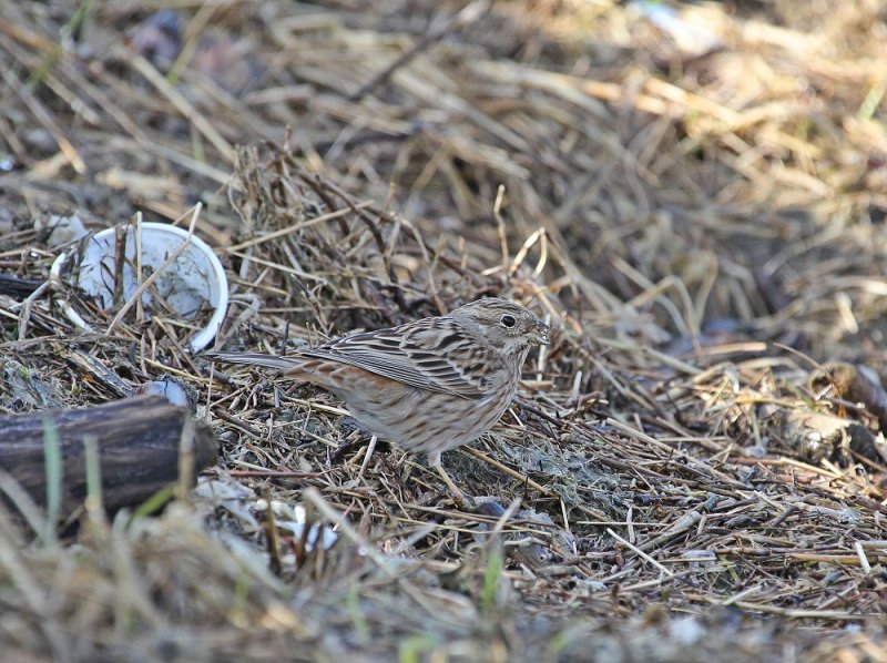 Witkopgors / Pine Bunting
