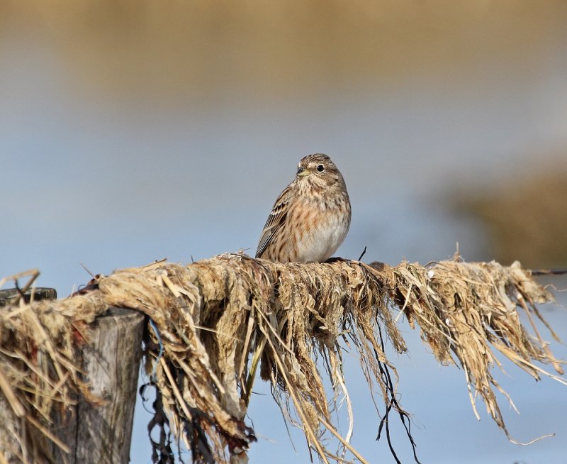 Witkopgors / Pine Bunting