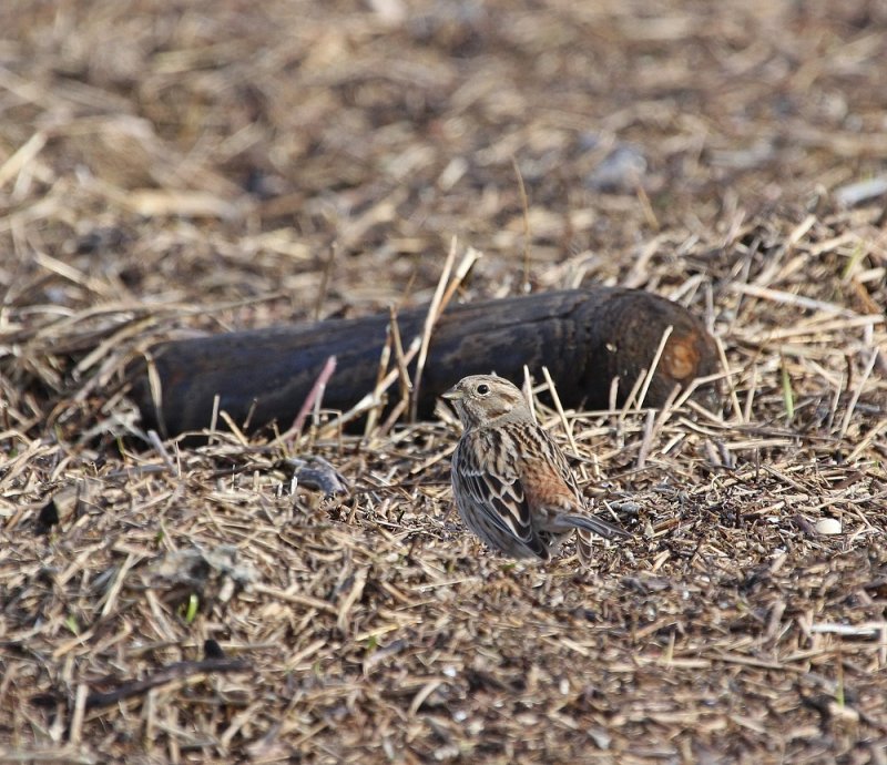 Witkopgors / Pine Bunting