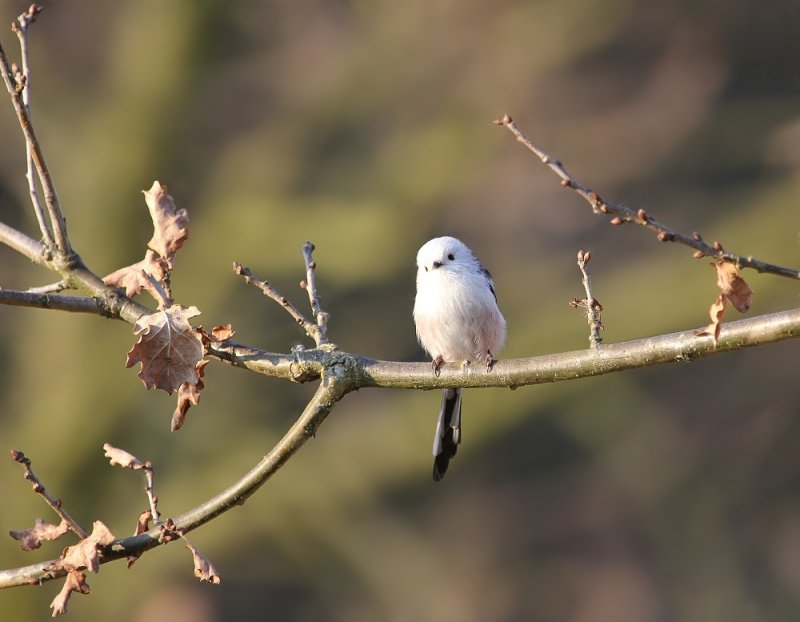 Witkopstaartmees / White-headed Long-tailed Tit