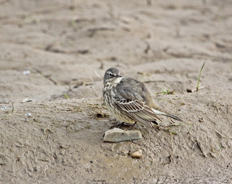 Oeverpieper / Rock Pipit 