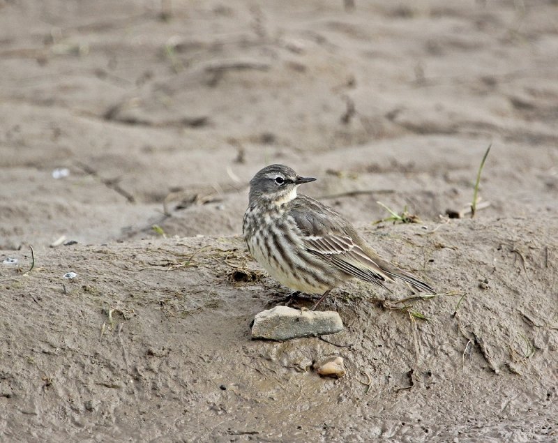 Oeverpieper / Rock Pipit 