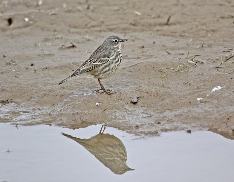Oeverpieper / Rock Pipit 