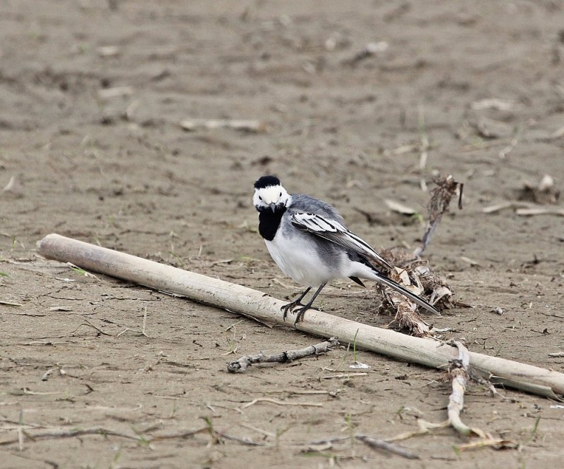 Witte Kwikstaart / White Wagtail