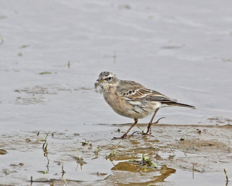 Waterpieper / Water Pipit
