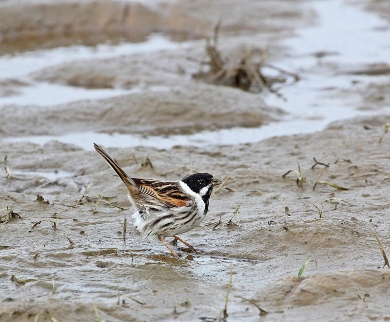 Rietgors / Reed Bunting