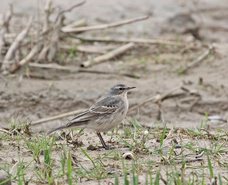 Waterpieper / Water Pipit