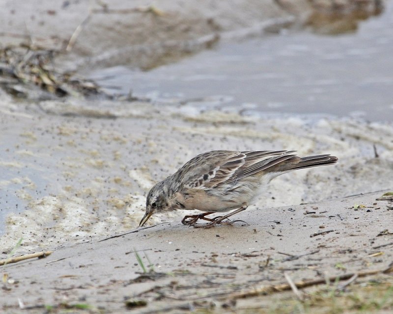 Waterpieper / Water Pipit