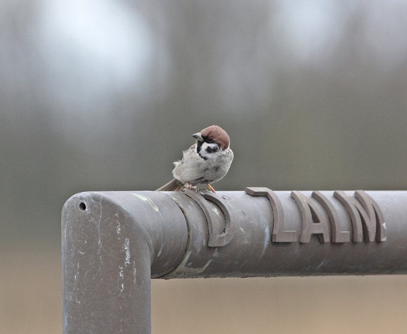 Ringmus / Tree Sparrow