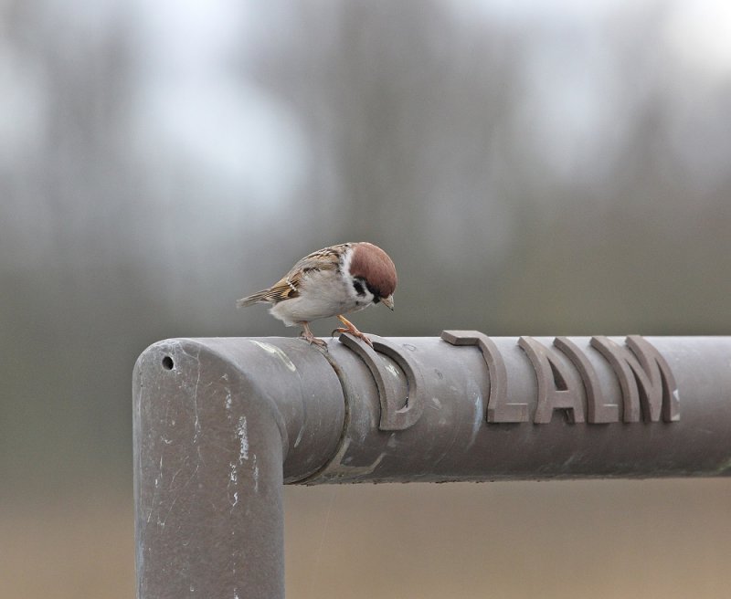 Ringmus / Tree Sparrow