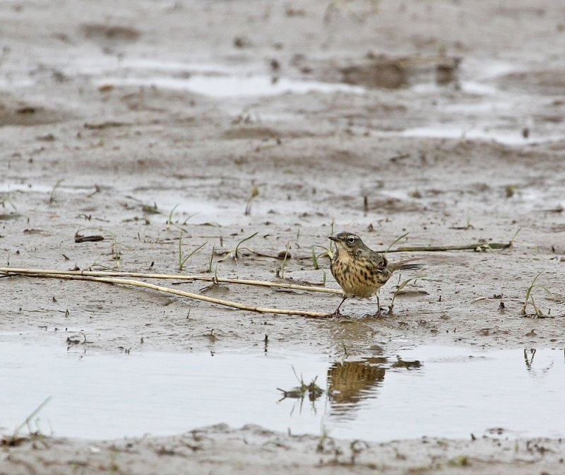 Oeverpieper / Rock Pipit 