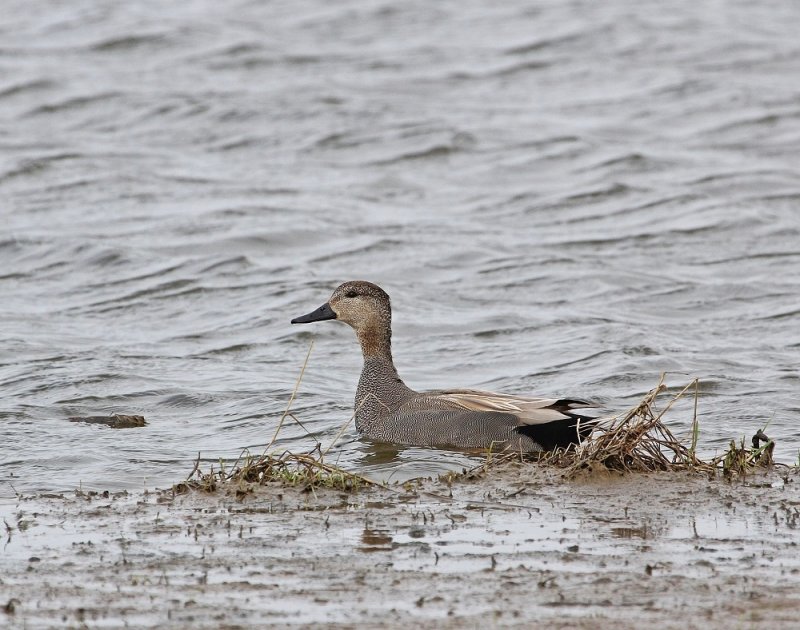 Krakeend / Gadwall