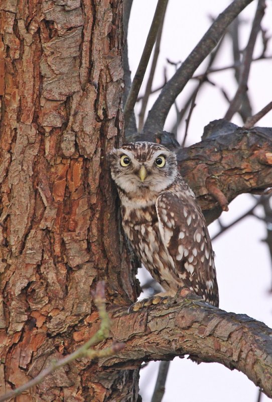 Steenuil / Little Owl