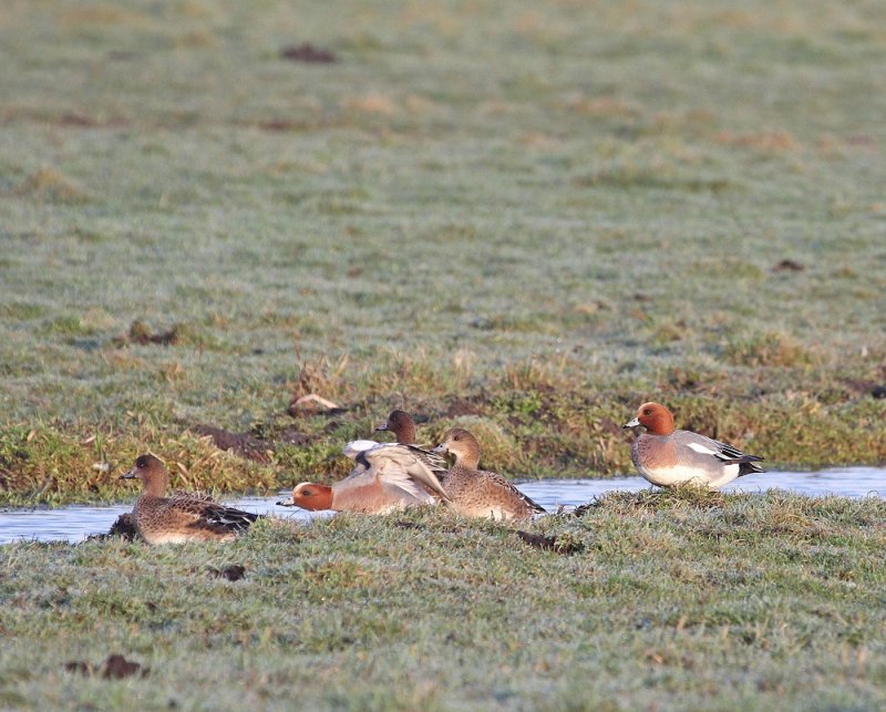 Smient / Eurasian Wigeon