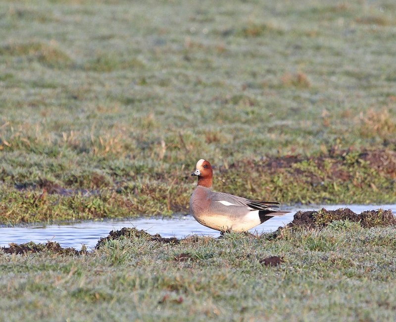 Smient / Eurasian Wigeon