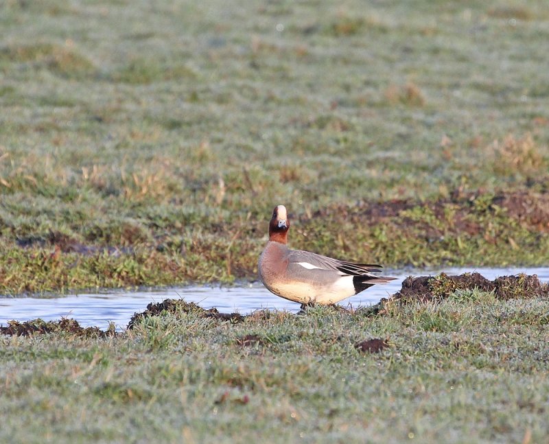 Smient / Eurasian Wigeon
