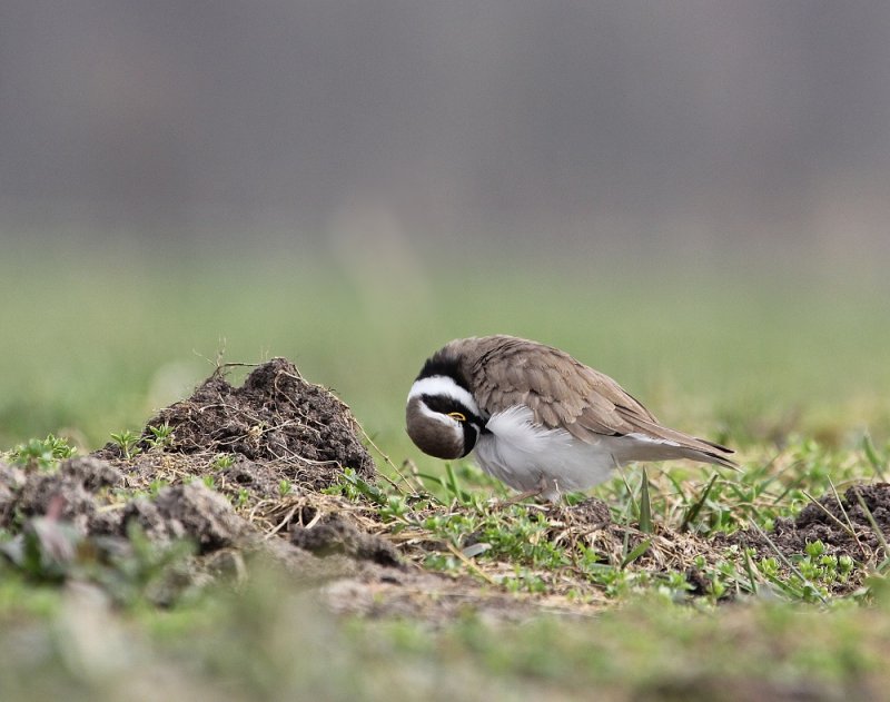 Kleine Plevier / Little Ringed Plover