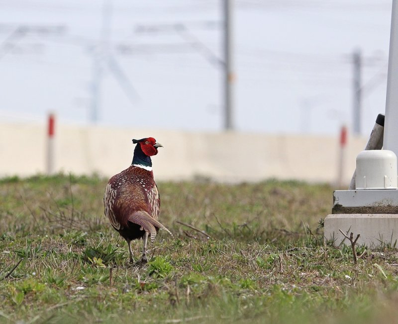 Fazant / Common Pheasant