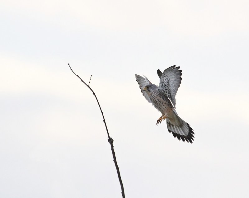 Torenvalk / Kestrel