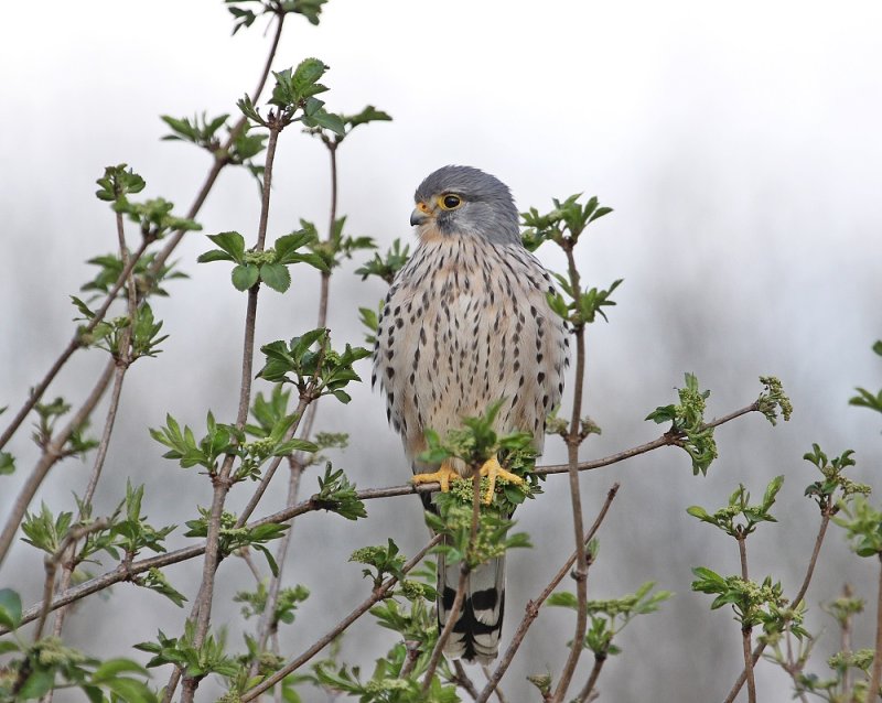 Torenvalk / Kestrel