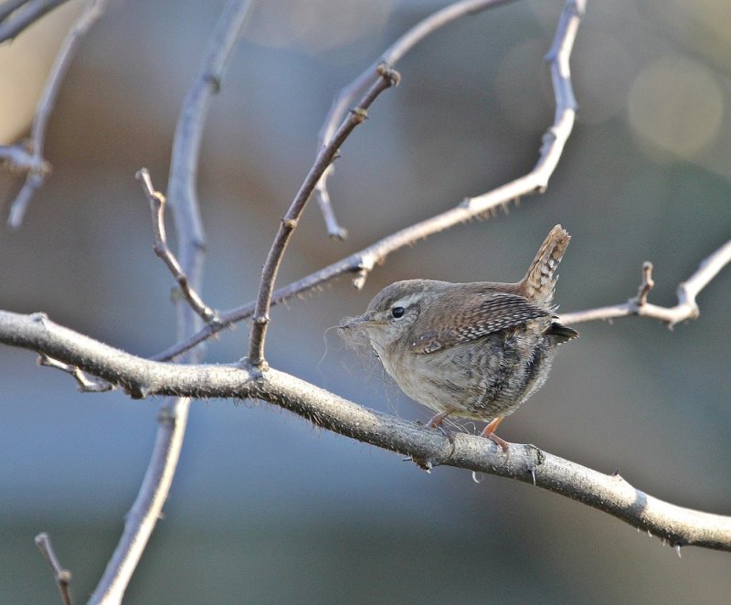 Winterkoning / Northern Wren