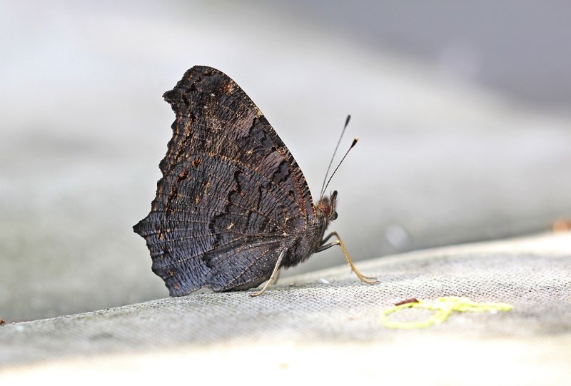 Dagpauwoog / Peacock Butterfly