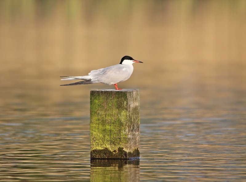 Visdief / Common Tern