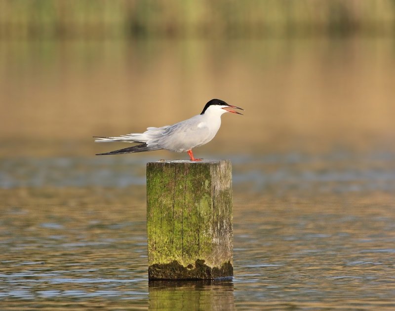 Visdief / Common Tern