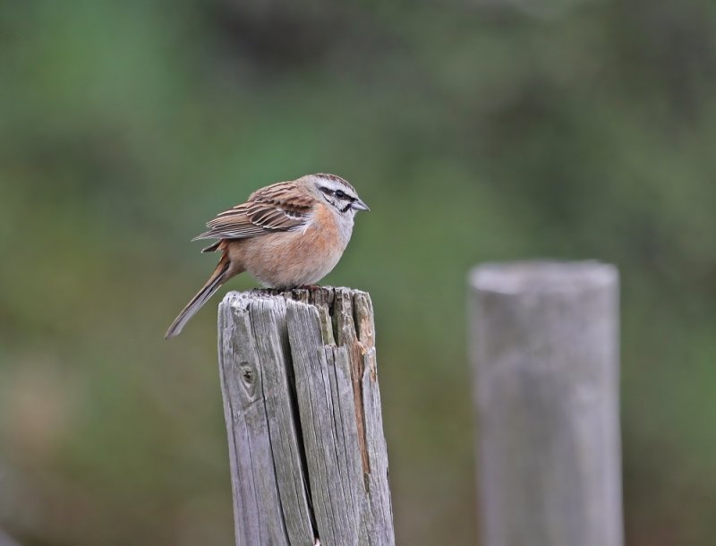 Grijze gors / Rock Bunting