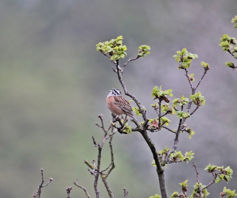 Grijze gors / Rock Bunting