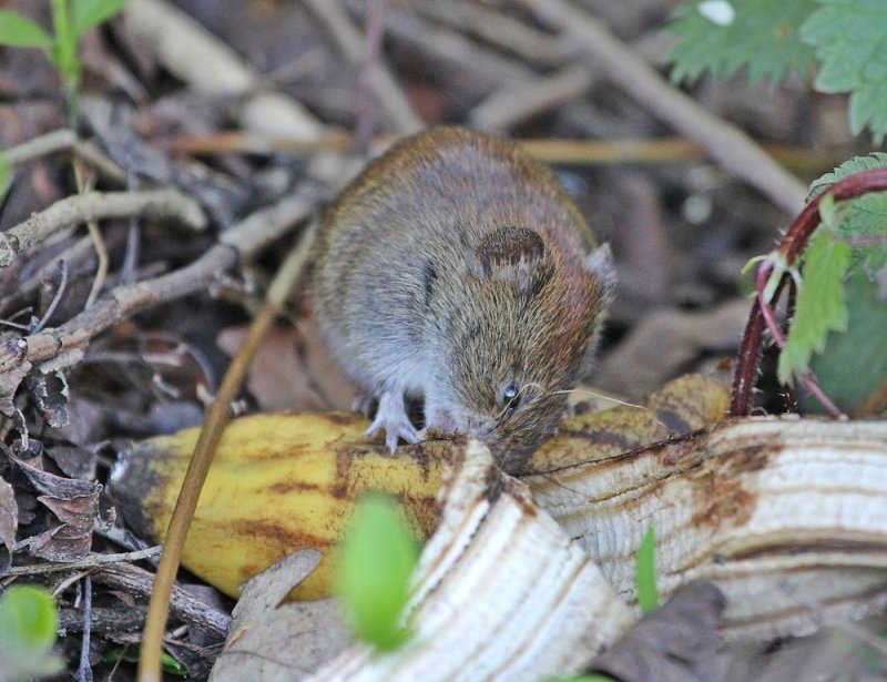 Rosse Woelmuis / Bank Vole