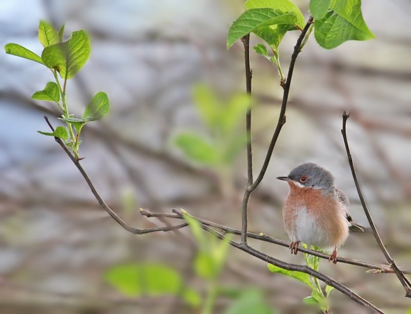 Westelijke Baardgrasmus / Western Subalpine Warbler