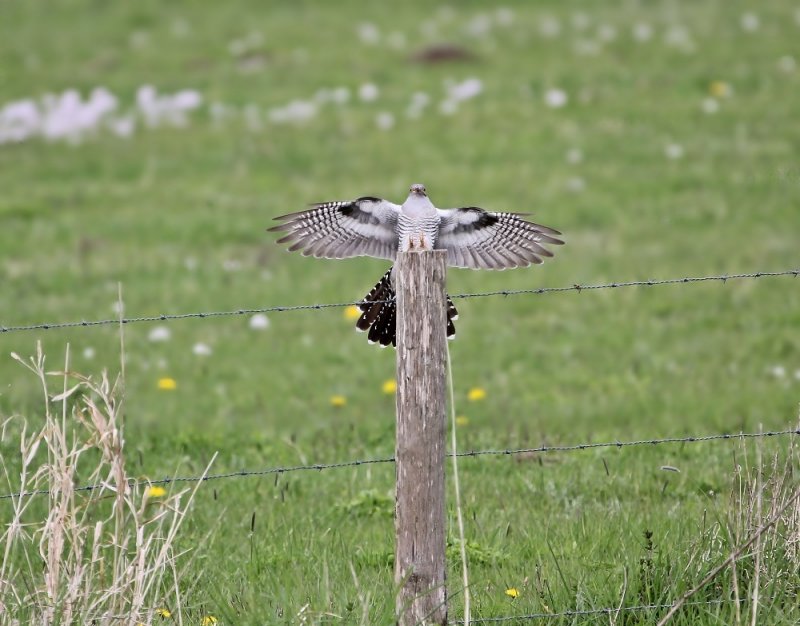 Koekoek / Common Cuckoo