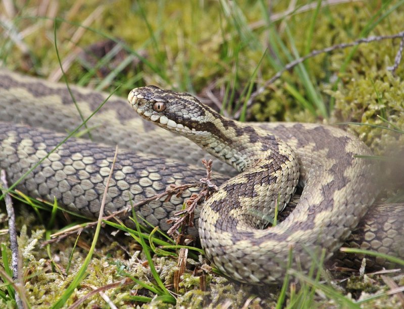 Adder / Common Viper