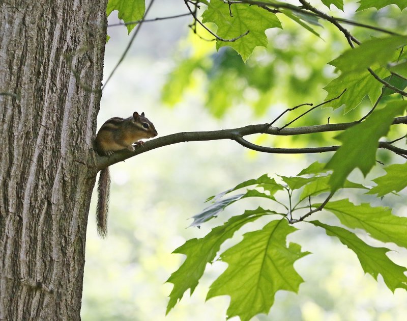 Siberische Grondeekhoorn / Siberian Chipmunk