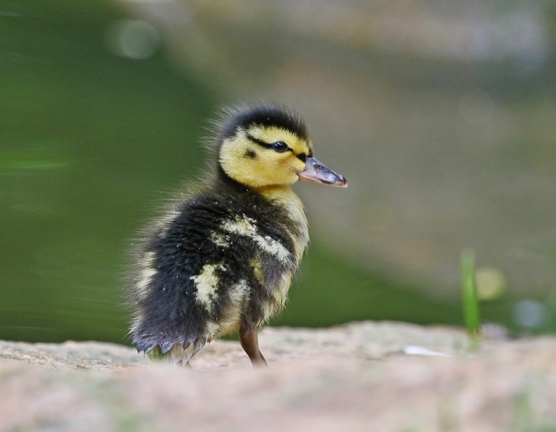 Wilde Eend / Mallard
