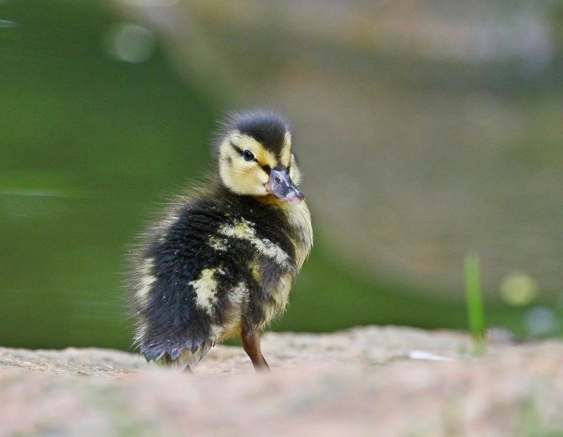 Wilde Eend / Mallard