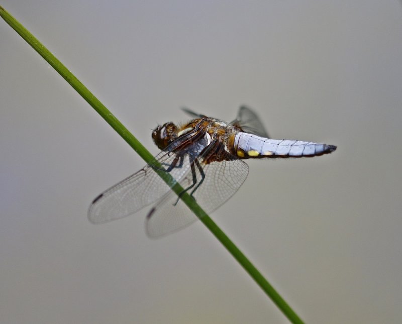 Platbuik / Broad-bodied Chaser