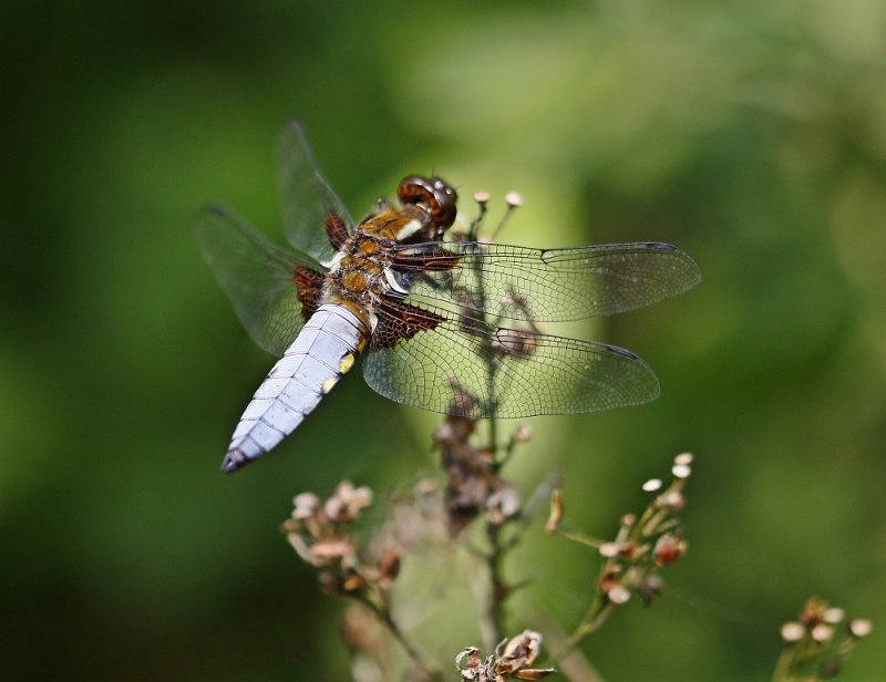 Platbuik / Broad-bodied Chaser