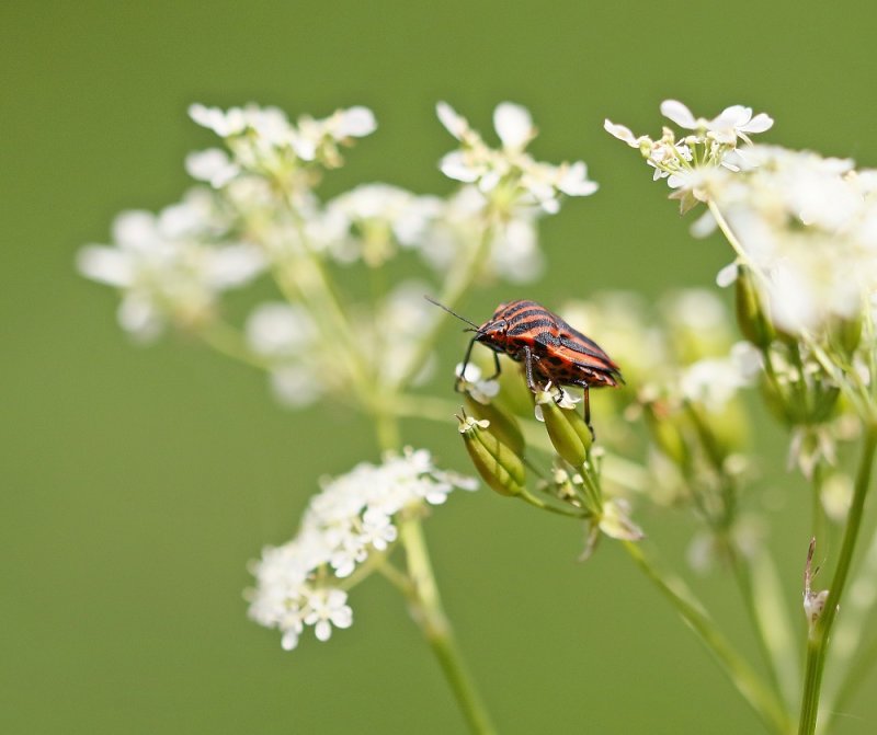 Pyjamawants / Italian Striped-Bug