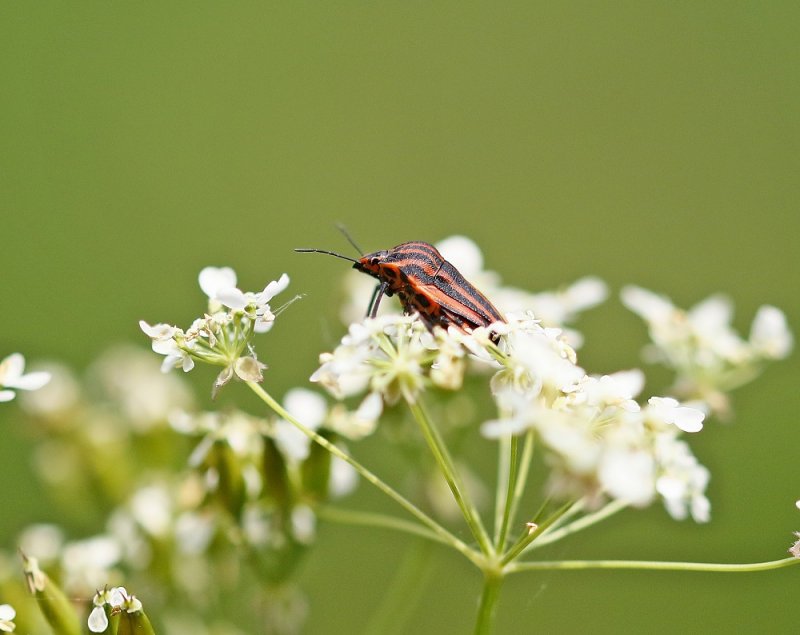 Pyjamawants / Italian Striped-Bug