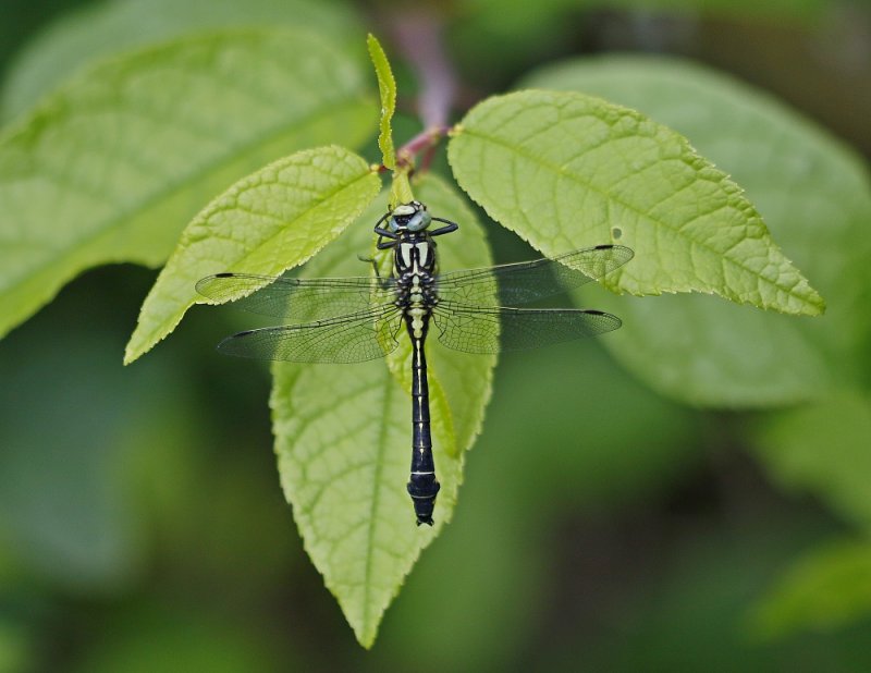 Beekrombout / Club-tailed Dragonfly