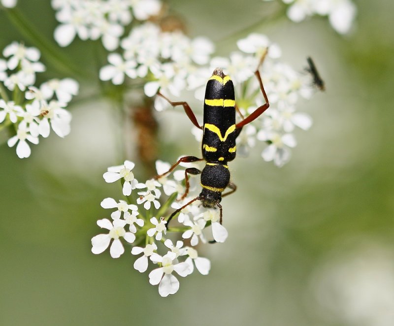 Kleine Wespenboktor / Wasp Beetle
