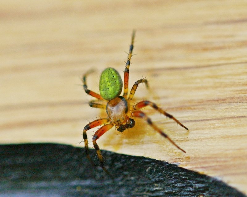 Gewone Komkommerspin / Cucumber Green Spider