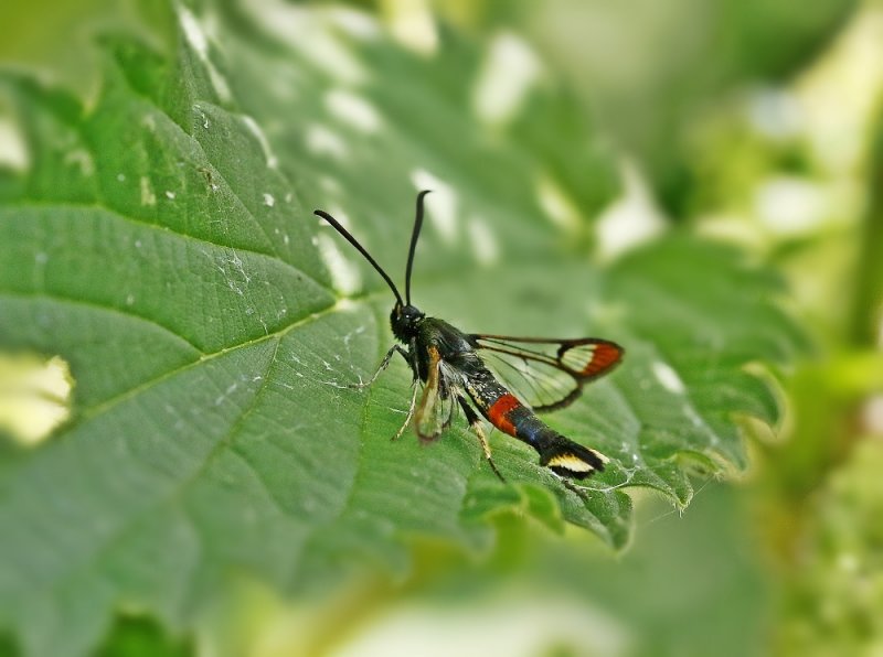 Wilgenwespvlinder / Red-tipped Clearwing