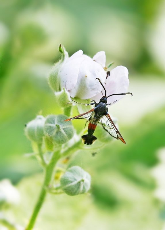 Wilgenwespvlinder / Red-tipped Clearwing