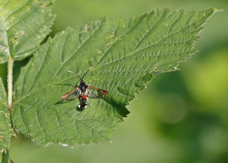 Wilgenwespvlinder / Red-tipped Clearwing