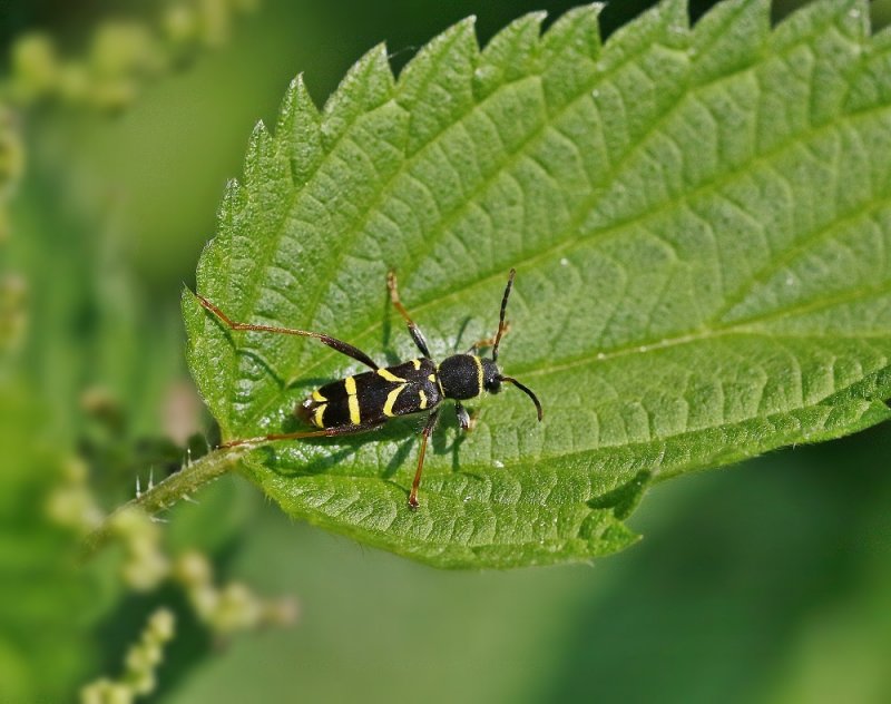 Kleine Wespenboktor / Wasp Beetle